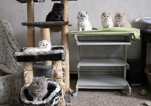 H-Wurf, 8 Wochen alt