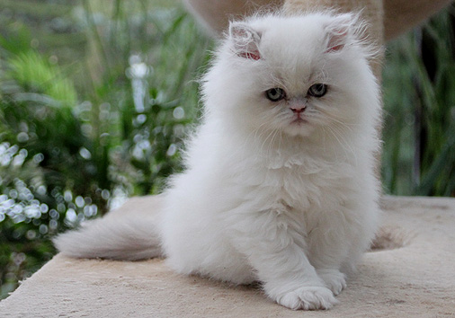 Hansa vom Nordexpress, 10 Wochen alt