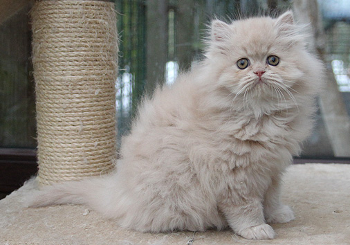 Hurrikan vom Nordexpress, 10 Wochen alt