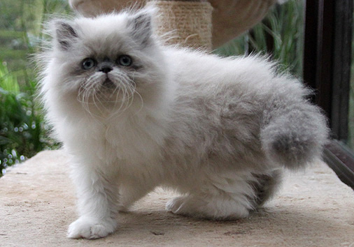 Hotzenplotz vom Nordexpress, 10 Wochen alt