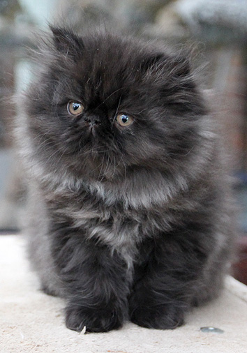 Hexe vom Nordexpress, 10 Wochen alt