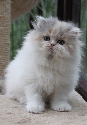 Hildegard vom Nordexpress, 10 Wochen alt