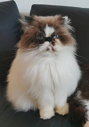 Imhotep vom Nordexpress, 4 Jahre 10 Monate alt