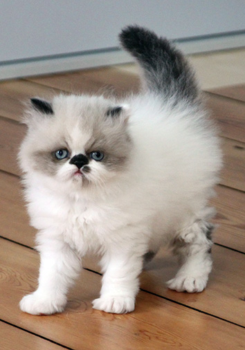 I-Wurf, 6 Wochen alt