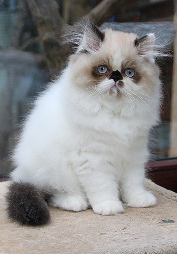 Imhotep vom Nordexpress, 13 Wochen alt