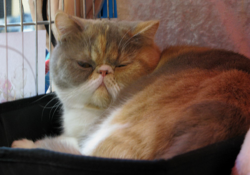 Jaffa vom Nordexpress