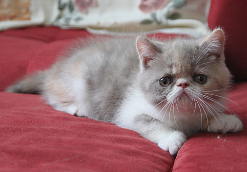 IC Jaffa vom Nordexpress, 8 Wochen alt