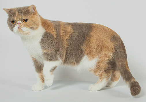 IC Jaffa vom Nordexpress, 2 Jahre 6 Monate alt