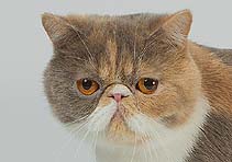 IC Jaffa vom Nordexpress