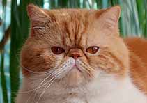 IC Jalokivi vom Nordexpress