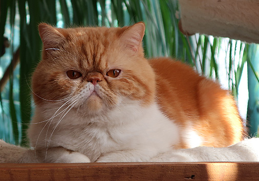 IC Jalokivi vom Nordexpress, 3 Jahre 11 Monate alt