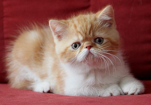 GIC Jalokivi vom Nordexpress, 8 Wochen alt