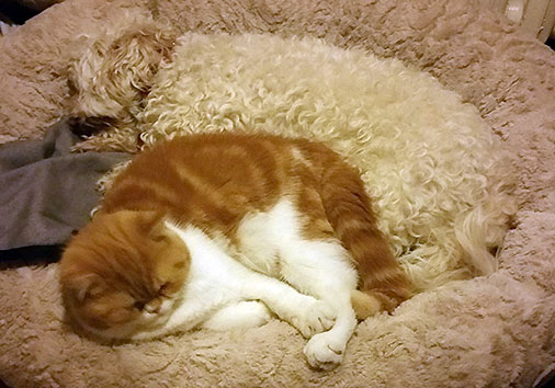 Jalapeno vom Nordexpress, 5 Monate alt