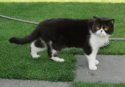 Jan Rasmus vom Nordexpress, 3 Jahre alt