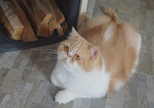 Jupiter vom Nordexpress, 3 Jahre 2 Monate alt