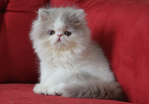 Joker vom Nordexpress, 8 Wochen alt