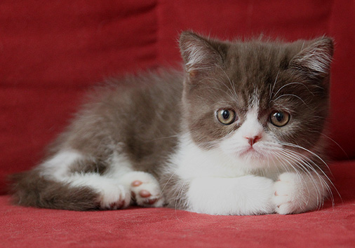 Jan Rasmus vom Nordexpress, 8 Wochen alt