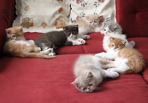 J-Wurf, 8 Wochen alt