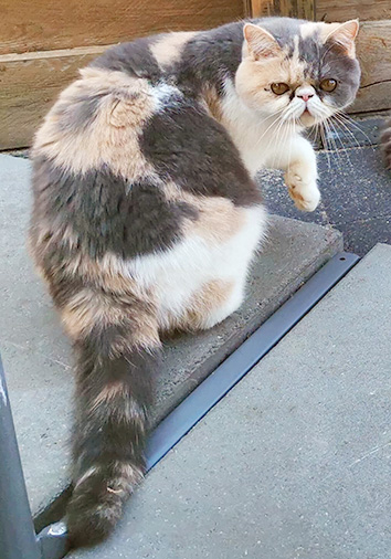 Kilkenny vom Nordexpress, 1 Jahr alt