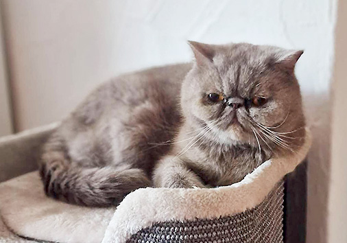 Kobold vom Nordexpress, 4 Jahre alt