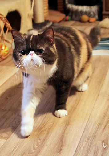 Koko Loco vom Nordexpress, 10 Monate alt