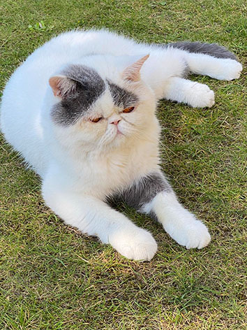 Korrigan vom Nordexpress