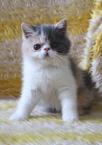 Kilkenny vom Nordexpress, 9 Wochen alt