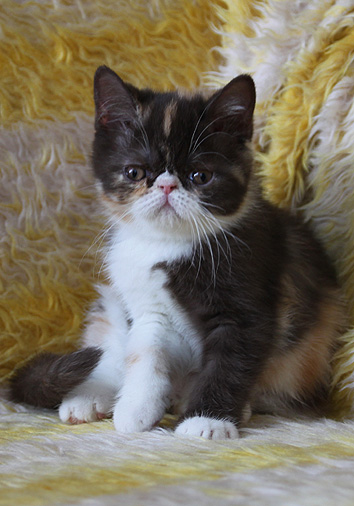 Koko Loco vom Nordexpress, 9 Wochen alt