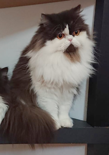 La Douce vom Nordexpress, 1 Jahr 6 Monate alt