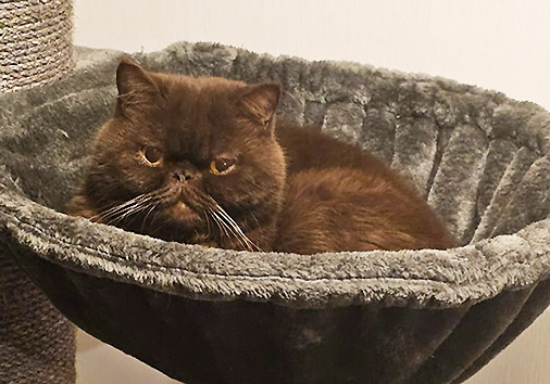 Lucullus vom Nordexpress, 5 Jahre 5 Monate alt