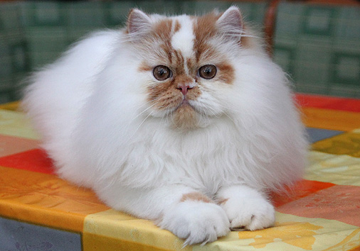 Luzifer vom Nordexpress, 5 Monate alt