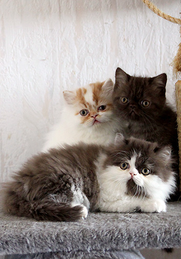 L-Wurf, 8 Wochen alt