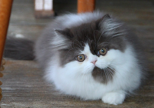 La Douce vom Nordexpress, 11 Wochen alt