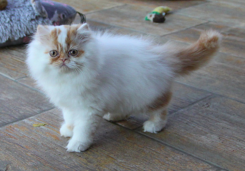 Luzifer vom Nordexpress, 11 Wochen alt