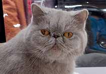 IC Ninja vom Nordexpress