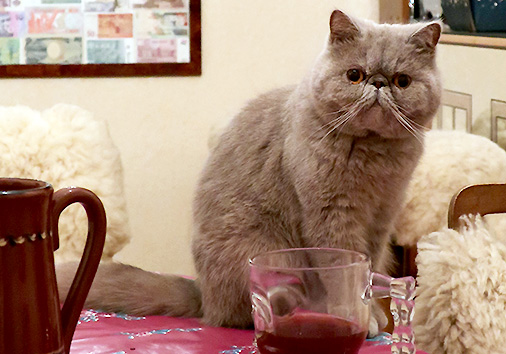 IC Ninja vom Nordexpress, 2 Jahre 4 Monate alt