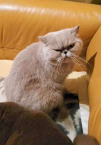 Nocera vom Nordexpress, 4 Jahre 3 Monate alt