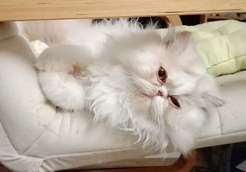 Nofretete vom Nordexpress, 7 Monate alt