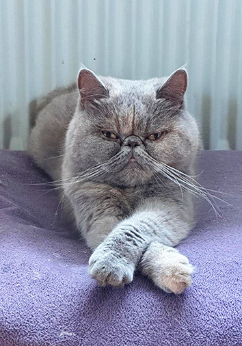 Nyoko vom Nordexpress, 4 Jahre 6 Monate alt