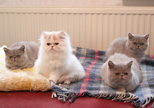 N-Wurf, 12 Wochen alt