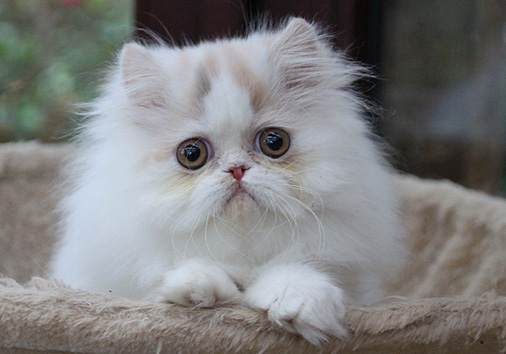 Nofretete vom Nordexpress, 12 Wochen alt