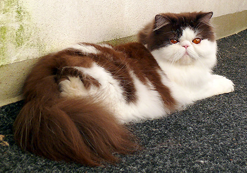 Obi-Wan vom Nordexpress, 1 Jahr 1 Monat alt