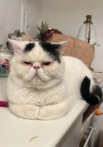 Onyx vom Nordexpress, 2 Jahre 5 Monate alt