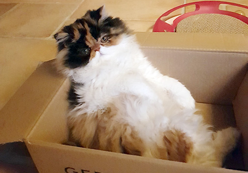 Opaline vom Nordexpress, 5 Monate alt