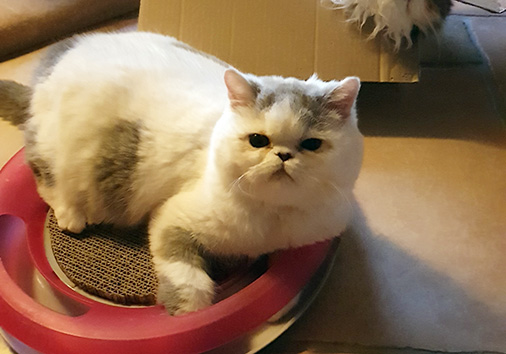 Orell vom Nordexpress, 5 Monate alt