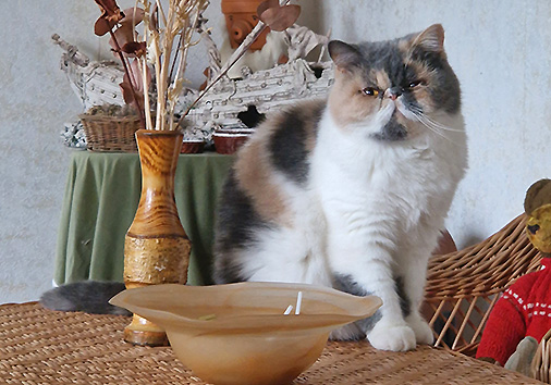 Ori vom Nordexpress, 3 Jahre 2 Monate alt