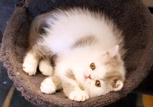 Orell vom Nordexpress, 8 Wochen alt