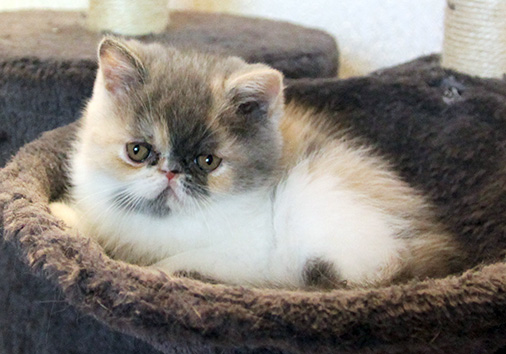 Ori vom Nordexpress, 8 Wochen alt