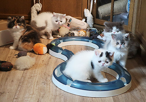 O-Wurf, 7 Wochen alt