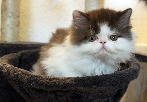 Obi-Wan vom Nordexpress, 8 Wochen alt